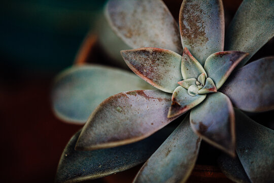 Succulent with a raindrop nestled in it's center
