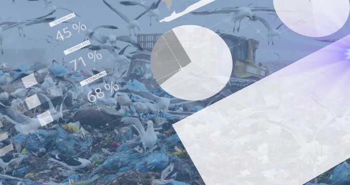 Animation of infographic interface over hungry seagulls looking for food among waste in dump yard