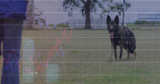 German Shepherd dog standing on field facing camera, trailing leash and showing financial charts