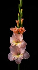 Fototapeta premium Elegant vertical bloom of a pale blush pink gladiolus flower presented against a dramatic, moody, solid black background, emphasizing texture and form, macro, paper, flora