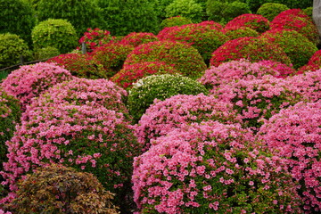 Obraz premium Beautiful Japanese garden landscape with beautifully pruned round pink and red azalea bushes in full bloom. Perfect for spring and early summer tourism, landscaping, and seasonal greeting design mater