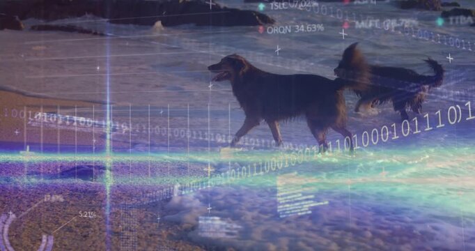 Two dogs walking along shoreline while data feed starting, HUD finance graphs analyzing movement