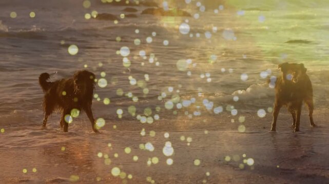 Left dog starting run inward splashing while right dog tracking, joining, bokeh drifting, sun glare