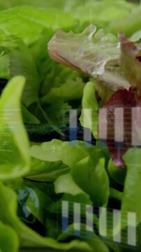 Lettuce filling frame, motion revealing vertical bars and spoon rim, drops catching light for food