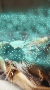 Vertical video: Tabby cat raising paw grooming face to clean while teal particles drifting in sun