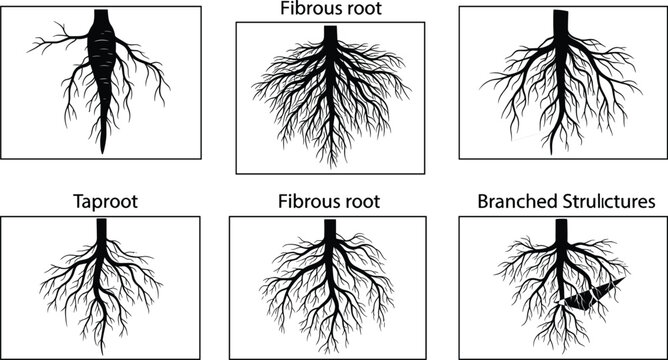 Plant root system vector set with taproot and fibrous roots silhouettes for biology and botany education