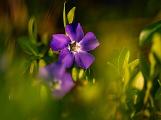 small periwinkle on the forest floor © Matthias Hafner