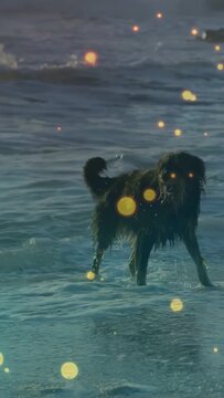Vertical video: Long-haired dark dog entering from sea, splashing then turning, walking to shallows