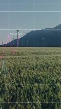 Vertical video: Overlays appearing, line charts rising across wheat field, showing yield trends