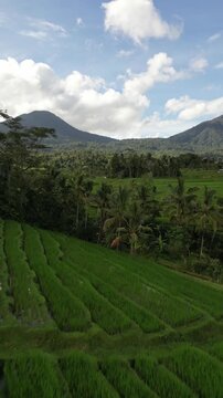 A portrait drone shot of Jatiluwih Rice Terraces in Bali. Shot slowly swoops ap and along the fields.