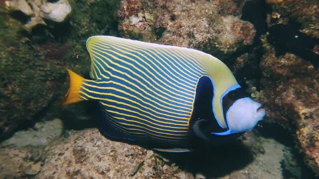 Close underwater shot of an emperor angelfish swimming along a coral reef during a night dive in Mauritius. Vibrant striped marine fish in a tropical Indian Ocean habitat.