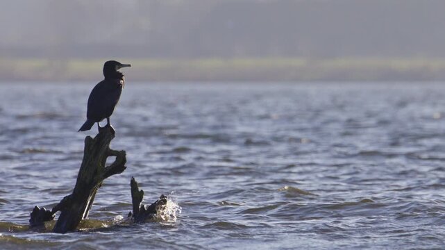 White-breasted cormorant perched on wooden stump in Dutch wetland, telephoto