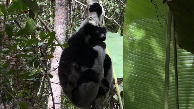 A detailed medium shot of a black and white Indri lemur perched on a tree trunk within the dense tropical rainforest of Madagascar, looking out into the lush green surroundings.
