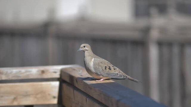 Mourning dove standing on a wooden railing in a Canadian suburban yard, filmed through a glass door with soft blur and shallow depth of field.