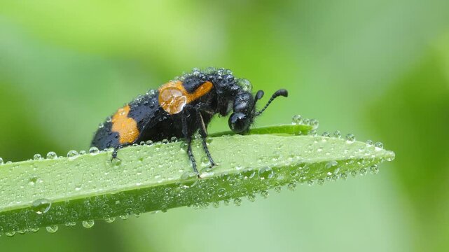 Dew-covered Blister Beetle sits on a leaf, basking in the rising sun to warm up; macro black orange insect