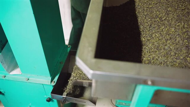 Close up of dried tea leaves flowing into container during processing in Sri Lanka tea factory