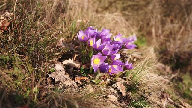 Slow motion shot of purple pasque flowers blooming on dry grassy hillside. Early spring wildflowers with yellow centers, soft light and natural atmosphere in European countryside.