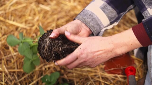 Close up slow motion footage of hands planting young strawberry seedling into soil outdoors. Gardening process with fresh plant roots, organic farming and spring season concept.
