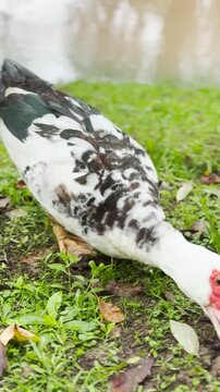 patos comiendo pan