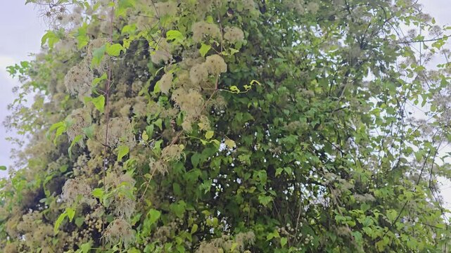 Wild clematis plant growing on a tree featuring green foliage and abundant fluffy seeds