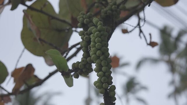 Clusters of vibrant green sea grapes hanging from a tree