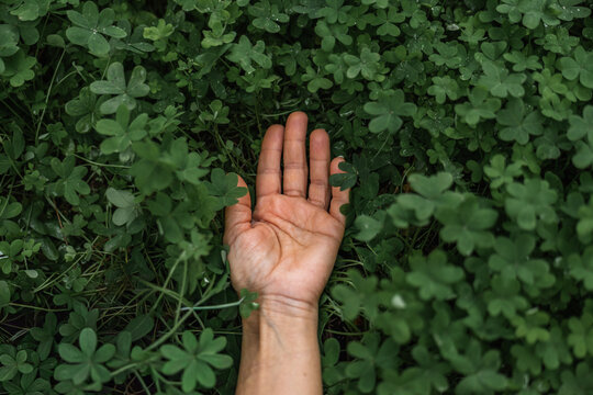 Close-up of human hand gently touching green clover plants