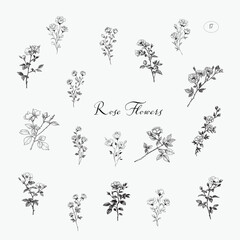 Rose flowers vector set, hand drawn botanical rose illustrations © Anna Sokol