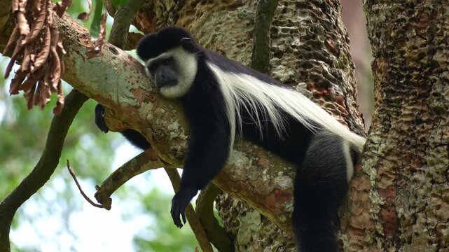A Black-and-white colobus (Colobus guereza) lounging on the tree branch, taking a peaceful afternoon nap, close up shot.