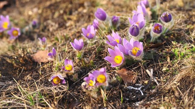Slow motion footage of multiple pasque flowers blooming in dry meadow grass. Purple petals with bright yellow centers in warm sunlight, capturing early spring atmosphere in European nature.
