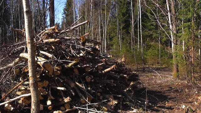 Aftermath of deforestation with a large pile of felled tree trunks and branches in a forest clearing on a sunny spring day, revealing the impact of logging on the natural environment