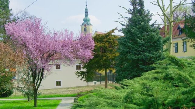 Quiet spring scene at Samobor&rsquo;s Castle Wiesner park with blooming trees and the nearby church under warm sunlight, captured with no people for a peaceful atmosphere.