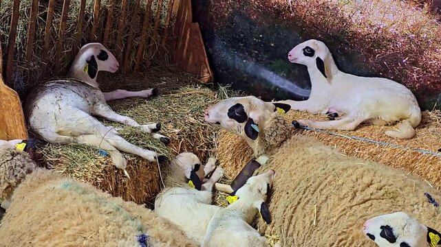 Sheep and lambs resting on hay bales inside farm shelter, calmly chewing in rural environment
