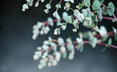 Eucalyptus plant leaves. Fresh Eucalyptus close up, on black background, scented, essential oil. Aromatherapy. Medical plant border design  © Subbotina Anna