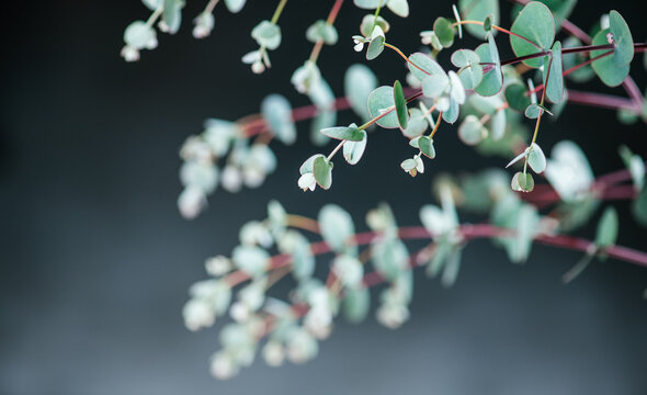 Eucalyptus plant leaves. Fresh Eucalyptus close up, on black background, scented, essential oil. Aromatherapy. Medical plant border design 