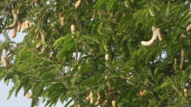 Tamarind tree fruit and green l Leaf's .