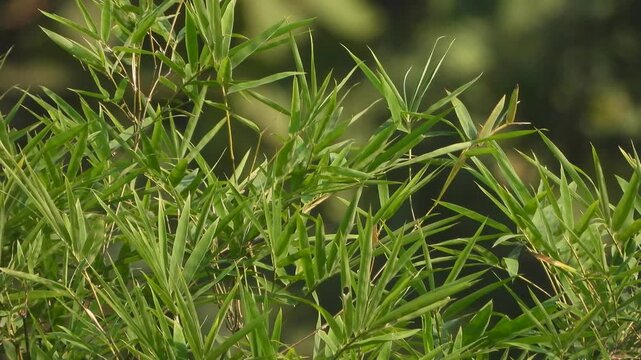 Beautiful Bamboo tree in forest .
