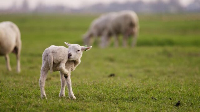Young lamb standing in a grassy pasture licking rearleg balancing with sheep grazing in the background on farmland