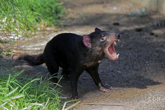 Tasmanian devil (Sarcophilus harrisii), Tasmanian devil, adult threatening, Cuddly Creek, South Australia, Australia