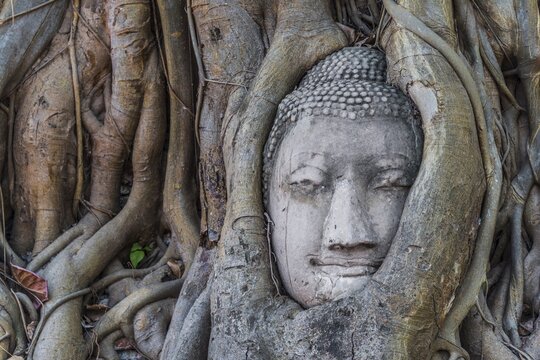Buddha statue head ingrown in strangler fig roots (Ficus religiosa), Wat Mahathat, Ayutthaya, Central Thailand
