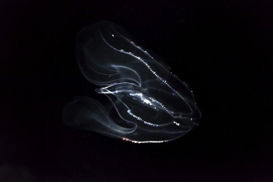 Deep sea jellyfish with bioluminescence, Bolinopsis mikado (Bolinopsis Mikado), Osaka Aquarium Kaiyukan, Osaka, Japan