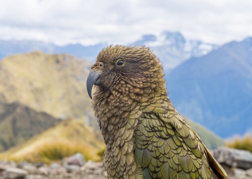 Mountain parrot, Kea (Nestor notabilis) in the mountains, Kepler Track, Fiordland National Park, South Island, New Zealand