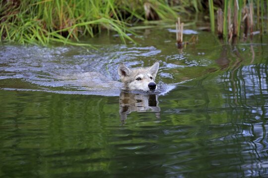 Gray wolf (Canis lupus), young animal swimming in water, Pine County, Minnesota, USA