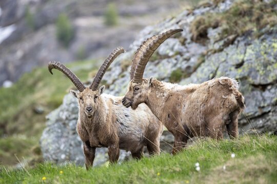 Alpine Ibex (Capra Ibex), Bucks in front of rock face, Hohe Tauern National Park, Carinthia, Austria