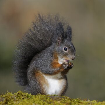 Red Squirrel (Sciurus vulgaris), black morph, perched on a tree stump, Fischen, Allg&auml;u, Bavaria, Germany