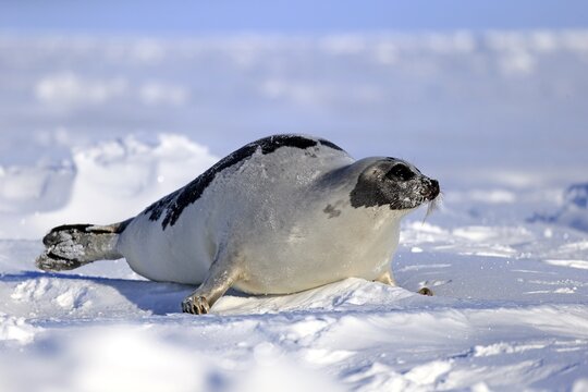 Harp Seal or Saddleback Seal (Pagophilus groenlandicus, Phoca groenlandica), adult female on pack ice, Magdalen Islands, Gulf of Saint Lawrence, Quebec, Canada