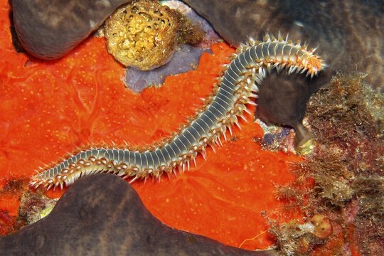 Bearded fireworm or fireworm (Hermodice carunculata), crawling over red swarm, Sithonia, Chalkidiki, also Halkidiki, Aegean, Mediterranean, Greece