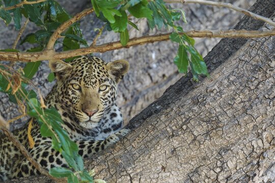 Leopard (Panthera pardus), female, resting in a tree, Chobe National Park, Botswana