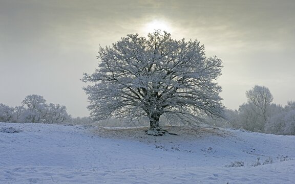 English Oak (Quercus robur) with hoarfrost, Emsland, Lower Saxony, Germany