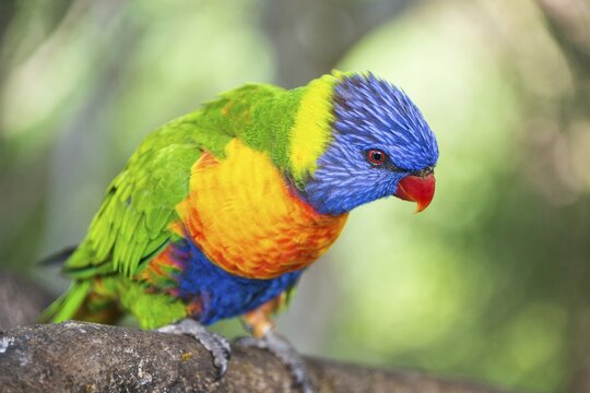Rainbow Lorikeet (Trichoglossus haematodus), captive