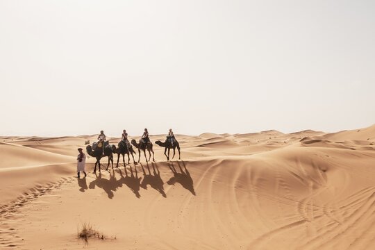 Caravan with dromedaries (Camelus dromedarius), sand dunes in the desert, Erg Chebbi, Merzouga, Sahara, Morocco